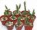 Kaktus Opuntia tunicata Meksyk małe OKAZJA! TANIO!