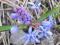 Cebulica - kwiat wiosny 5 cebulek - PROMOCJA
