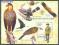 Gwinea Bissau Mi bl 567 - skauting ptaki