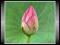 Święty Lotos Różowy (Nelumbo Nucifera) * Nasiona *