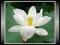 Święty Lotos Biały ( Nelumbo Nucifera )* Nasiona *