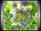 Męczennica Aktinia (Passiflora Actinia)* Nasiona *