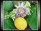 Słodka Granadilla (Passiflora Ligularis) Nasiona