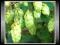 Chmiel Zwyczajny (Humulus Lupulus)'na Piwo'Nasiona
