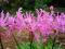 NERINA - NERINE RÓŻOWA 1SZT # TANIO #