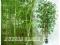 KRZYK MODY-bambus porasta ogrody BĄDŹ NA CZASIE