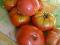Pomidor Neves Azorean (17)