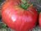 Pomidor Polish Giant (9)