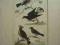 drozd i inne ptaki, oryg. 1820 + akwarela
