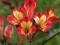 ALSTROMERIA"ANDES HYBRIDE"~PM~