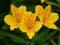 ALSTROMERIA"LUTEA"~PM~