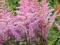 ASTILBE"AMETHYST"~PM~