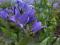 CAMPANULA"PRICHARD'S VAR"~PM~