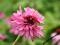 ECHINACEA"DOUBLE DECKER"~PM~