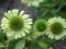 ECHINACEA"GREEN JEWEL"~PM~