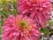 ECHINACEA"PINK DOUBLE DELIGHT"~PM~