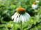 ECHINACEA"WHITE SWAM"~PM~