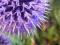 ECHINOPS"RITRO"~PM~