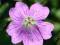 GERAANIUM"CLARIDGE DRUCE"~PM~