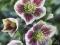 HELLEBORUS"BOLLENE"~PM~