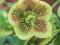 HELLEBORUS"TRICASTIN"~PM~