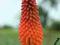 KNIPHOFIA"ALCAZAR"~PM~