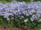 PHLOX DIVARICATA"CLOUD OF PERFUME"~PM~