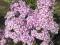 PHLOX"ALL IN ONE"~PM~