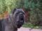 Piesek Cane Corso 14M-CY