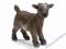 NOWE SCHLEICH KOŹLĘ MINI 13611