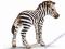 NOWE SCHLEICH DZIKIE ZWIERZĘTA ZEBRA ŹREBIĘ 14393