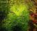 Utricularia gibba pływacz-skomponuj swój zestaw