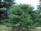 Sosna gęstokwiatowa rośliny Bonsai Ogród