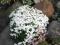 Phlox Subulata White Delight - biała poducha