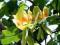 Tulipanowiec - tulipany na drzewie :) egzotyka