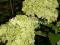 Hydrangea Limelight Hortensja zielony kwiat raryta