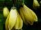 Kiringeshoma - śliczne kwiaty - późno kwitnie