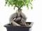 Fikus variagata - bonsai - indoor