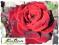 Róże Rabatowe-DAMA DE CUR -ZIMOWA PRZEDSPRZED