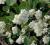 Snieguliczka Doorenbosa White Hedge **40cm*C2*S