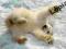 Polar Bear - Norway - Svalbard -