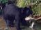 Alaskan Black Bear - USA -