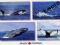 Killer Whale - Humpback Whale - Canada -
