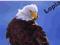 Bald Eagle - USA - Alaska -