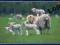 Lambs and Sheep - New Zealand -