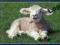 Lamb - New Zealand -