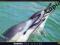 Dolphins - New Zealand -