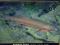 Rainbow Trout - New Zealand -