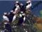 Puffins - Iceland - Vestmannaeyjar -