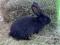 Belgijski Olbrzym Szary i Czarny - młode króliki